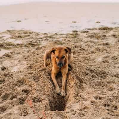 produits agecom chien