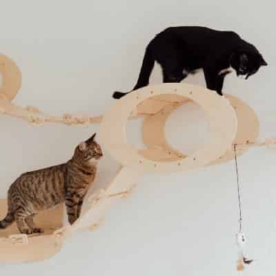 produit agecom pour chat
