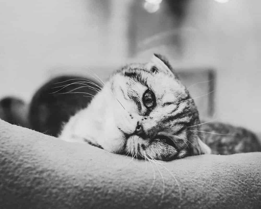 Quelle litière pour chat allergique ?