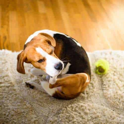 Quels sont les symptômes de l'allergie d'un chien ? (poil, problème de respiration, squames)