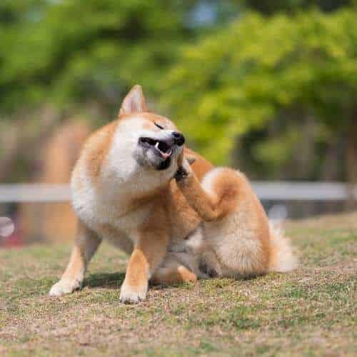 Le choix des croquettes sans céréales pour votre chien