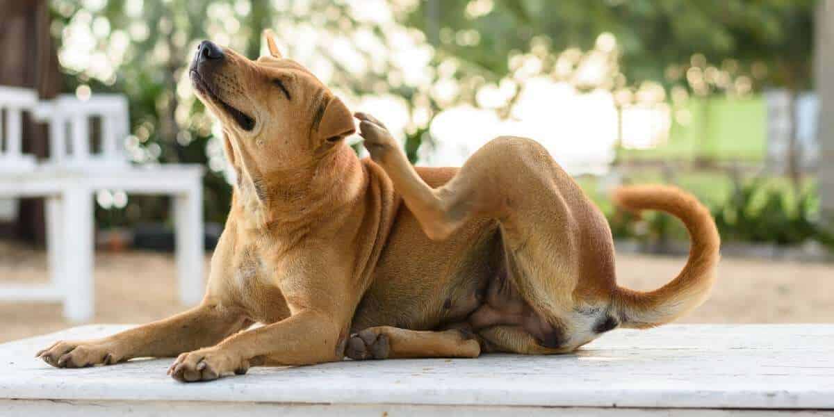 Allergie du chien, que faire ?