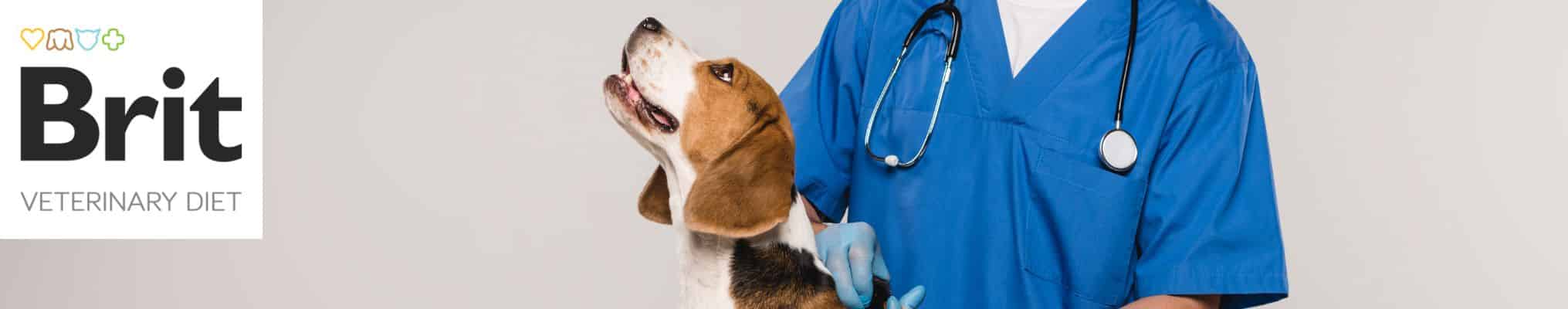 Aliments vétérinaires sans gluten et sans céréales