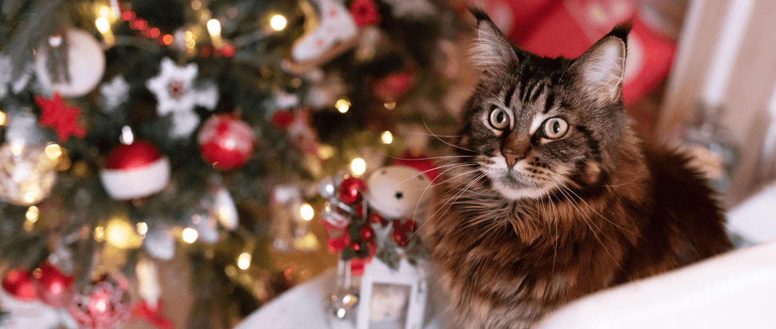 Cadeau de Noël pour chat