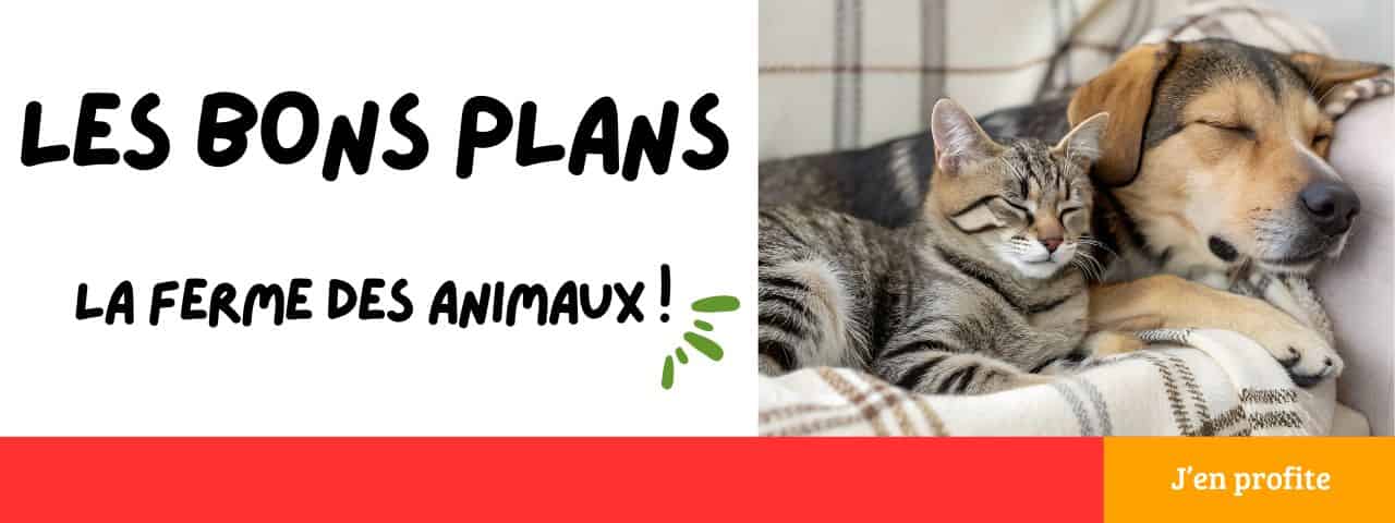 BONS PLANS