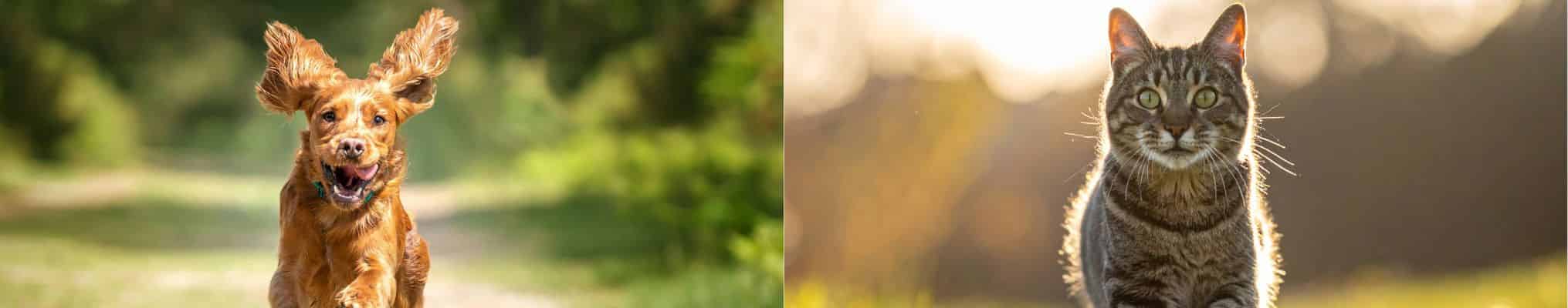 Yarrah - Chien et chat bio