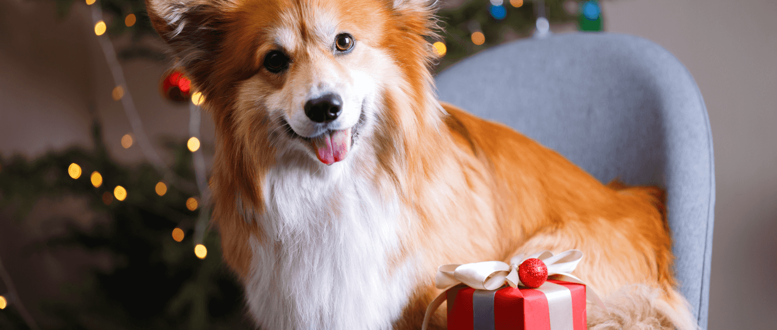 Cadeau de Noël pour chien