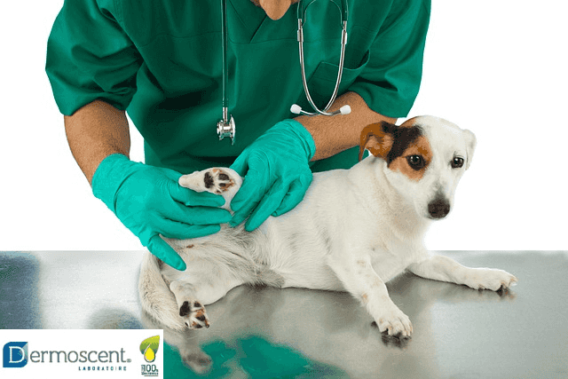 produits vétérinaires dermoscent