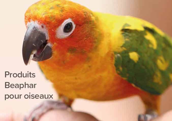 pour oiseau