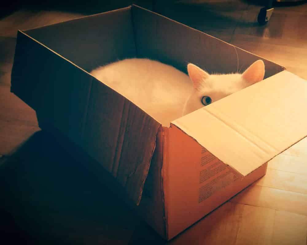 Comment fabriquer un bac à litière ? Mais aussi la litière de votre chat