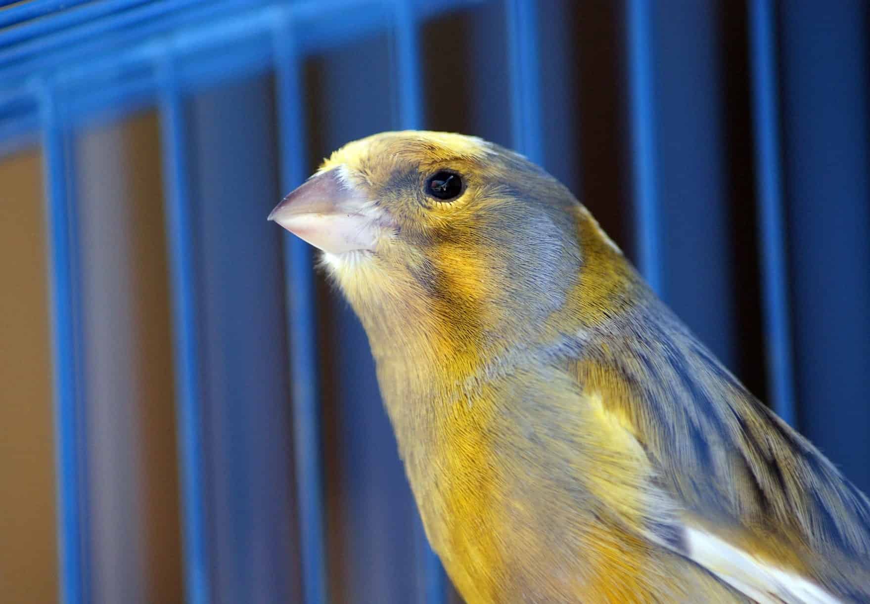 canaris