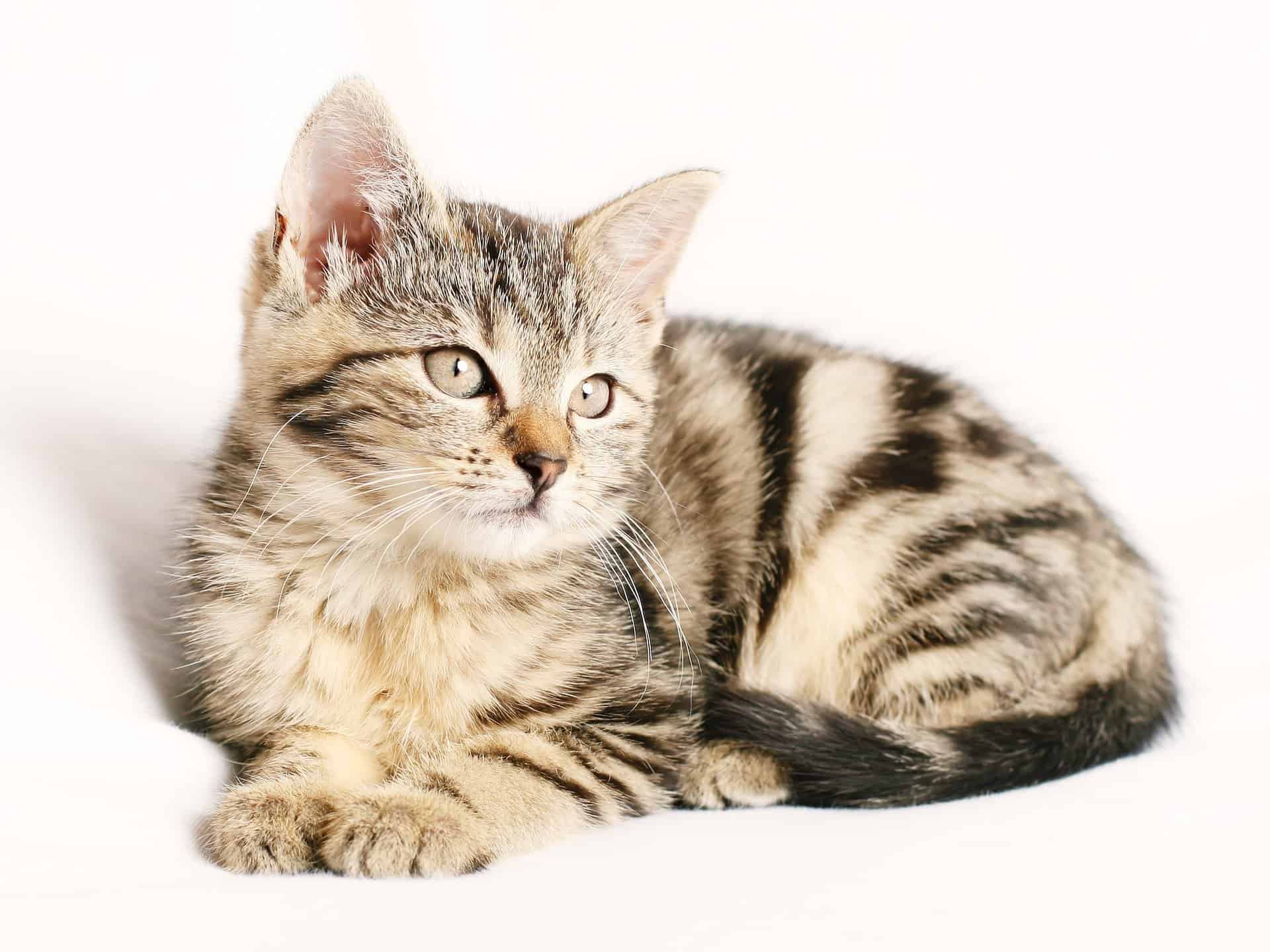 produits Ceva pour chat