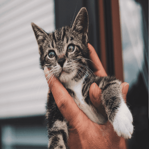 Combien de fois le chat fait ses besoins