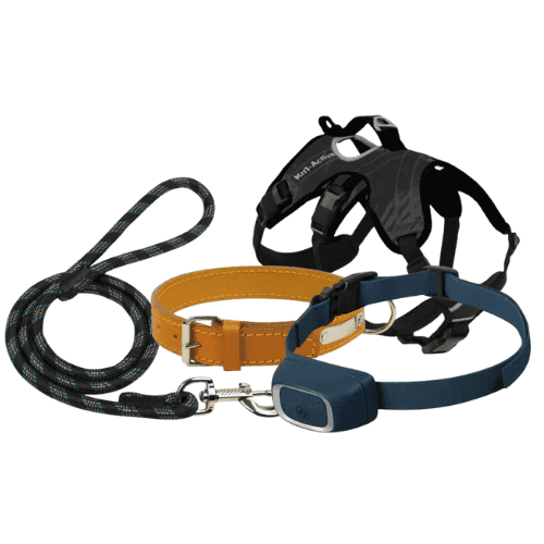 Sellerie pour chien