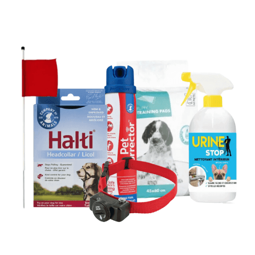 Éducation du chien et dressage