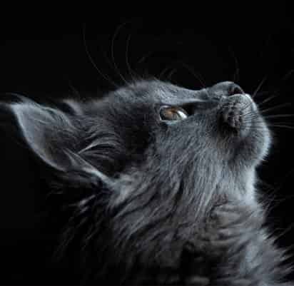 Les meilleures croquettes pour chat