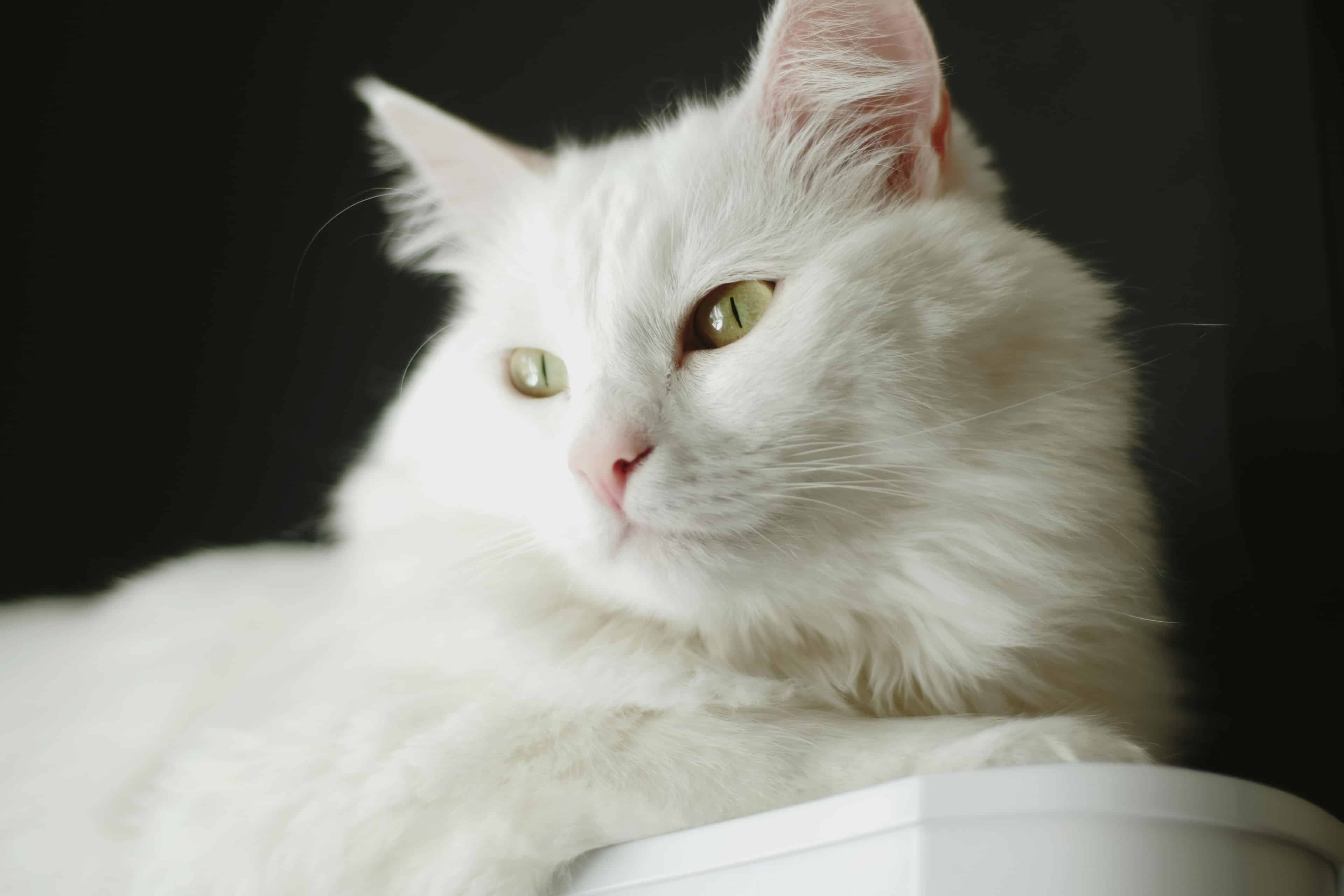 un chat blanc aux yeux vert