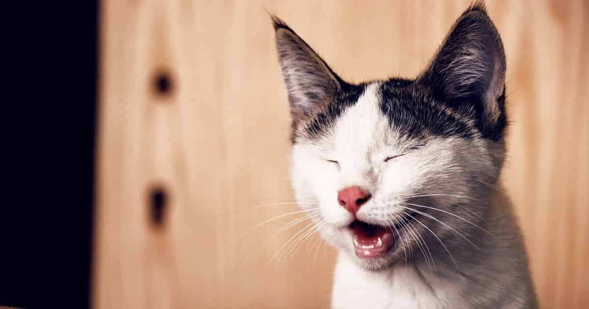 Où mettre les crottes de chat ?