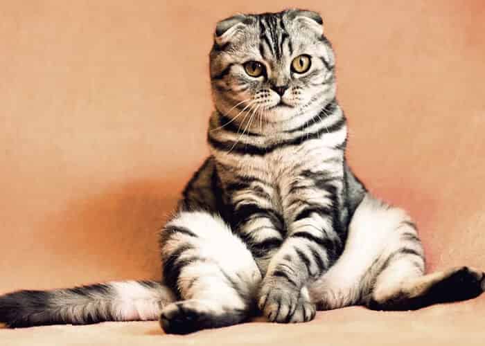 Mon chat a des vers