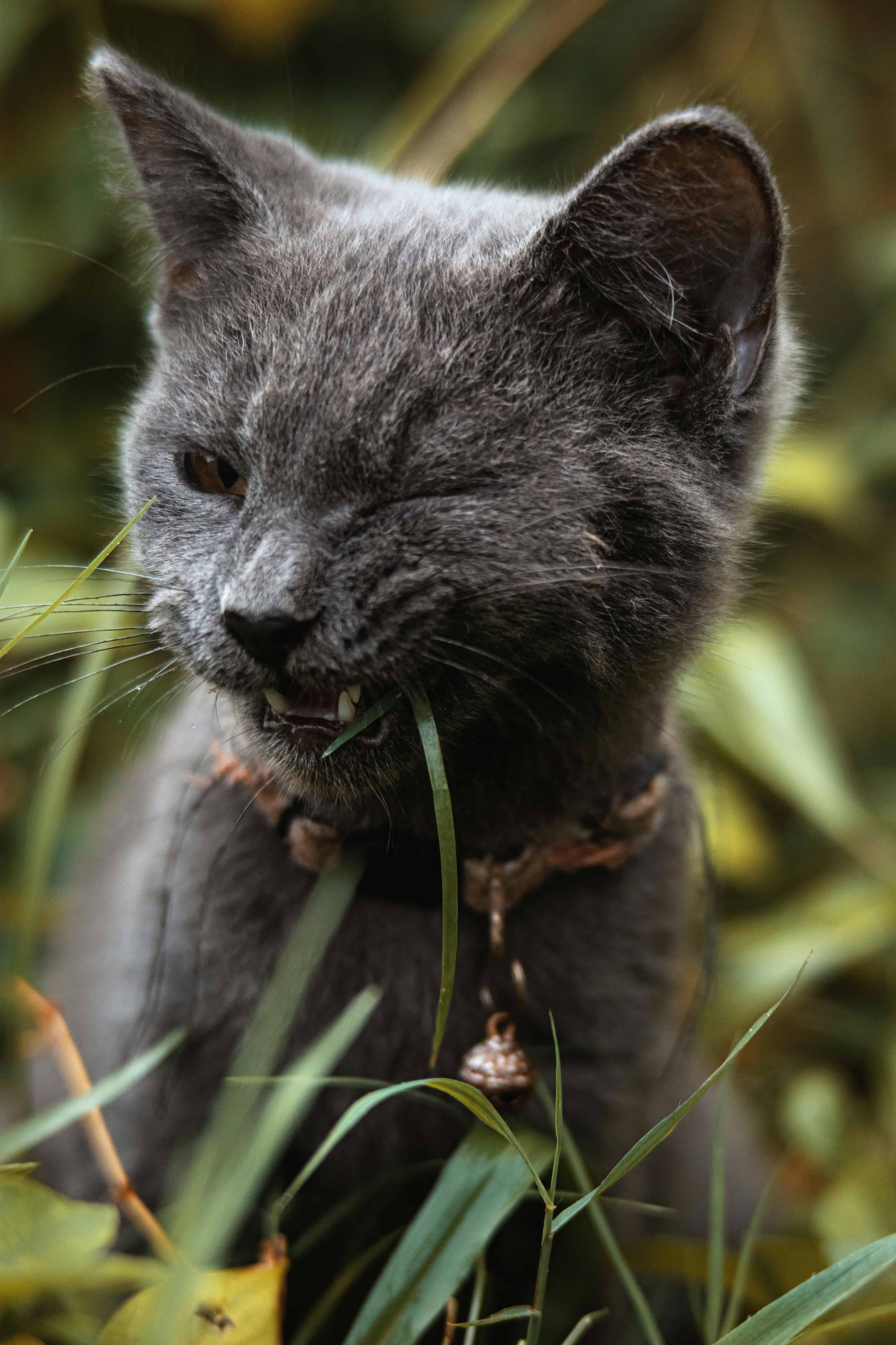 L'herbe à chat, cette plante qui rend les félins euphoriques