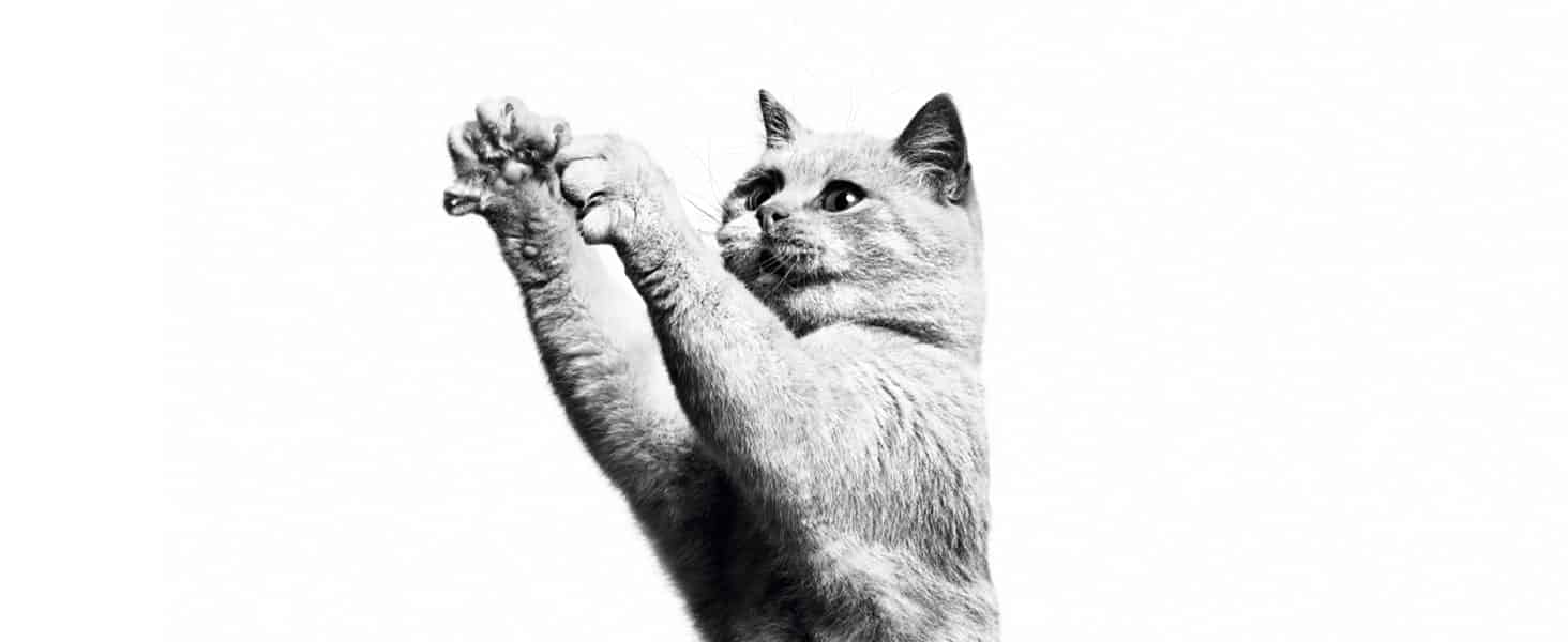 croquettes royal canin pour chat