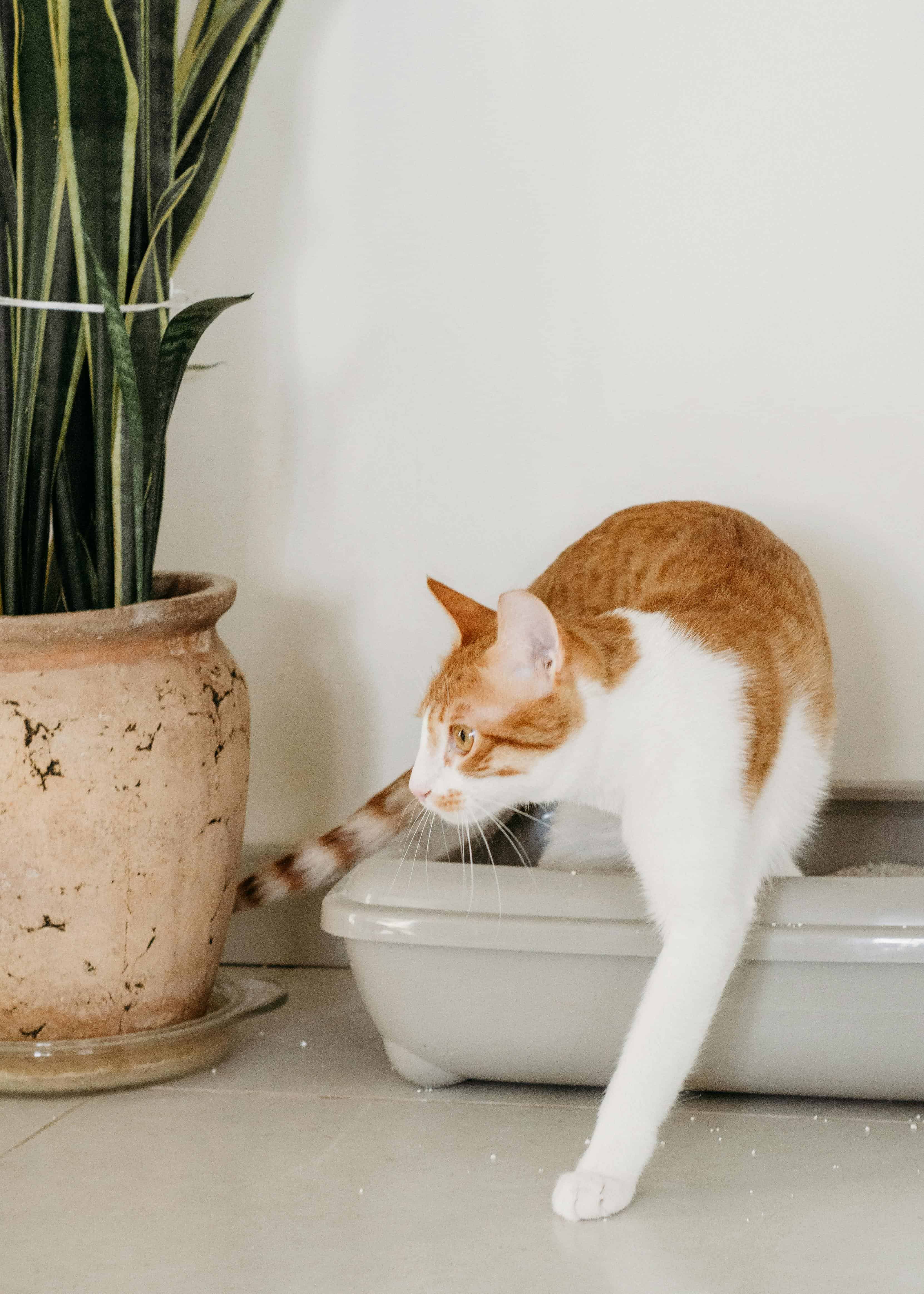 Adapter l'emplacement de la litière aux chatons et aux chats seniors