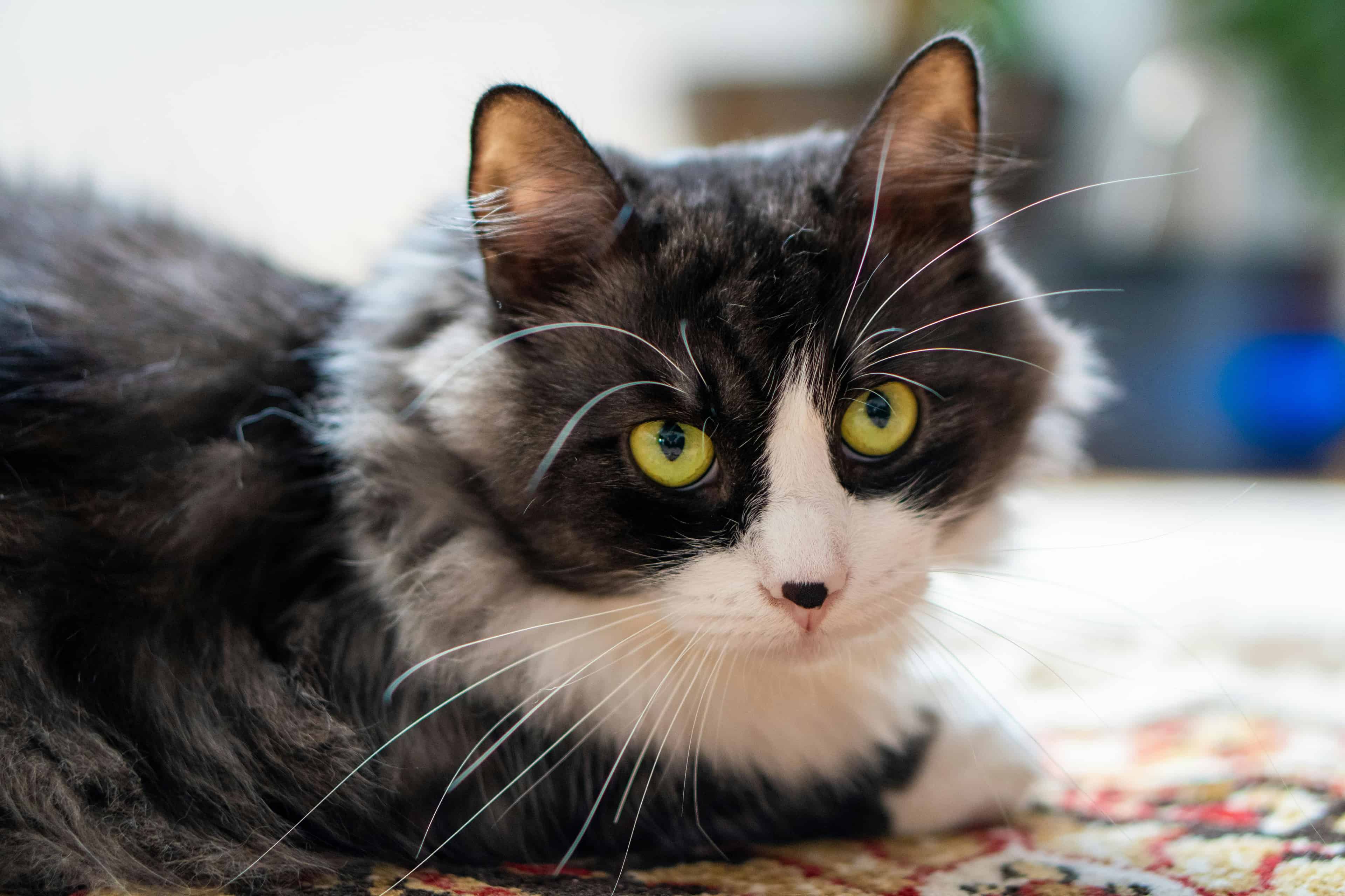 Chat senior : privilégiez un bac à rebord bas