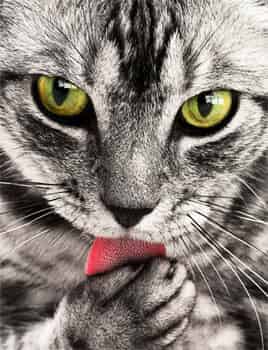 Nourriture Premium pour chat