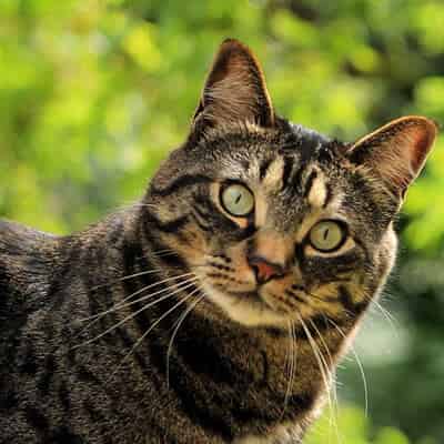 Virbac pour chat