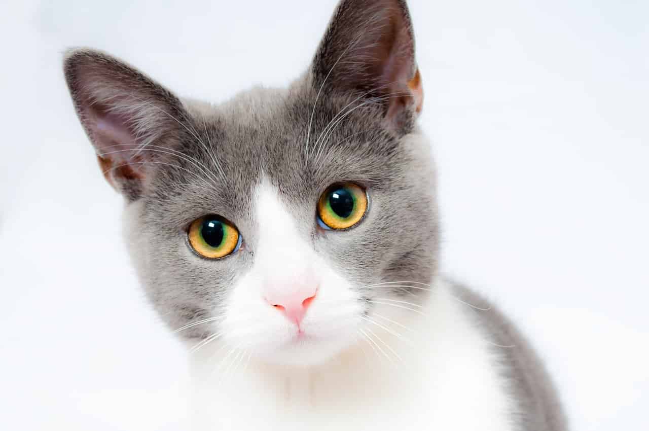Ladybel pour chat