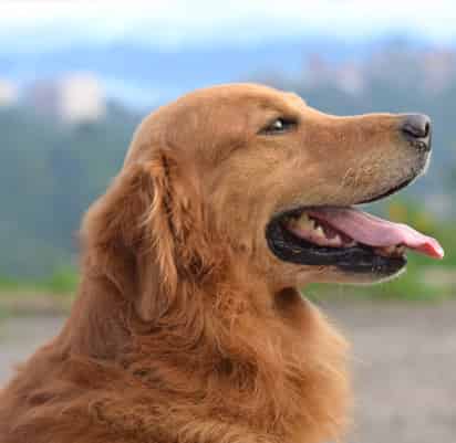 Les meilleures croquettes pour chien