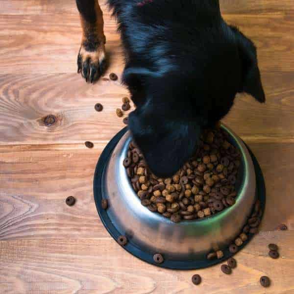 Pourquoi donner des croquettes sans gluten ni céréales à ses animaux ?