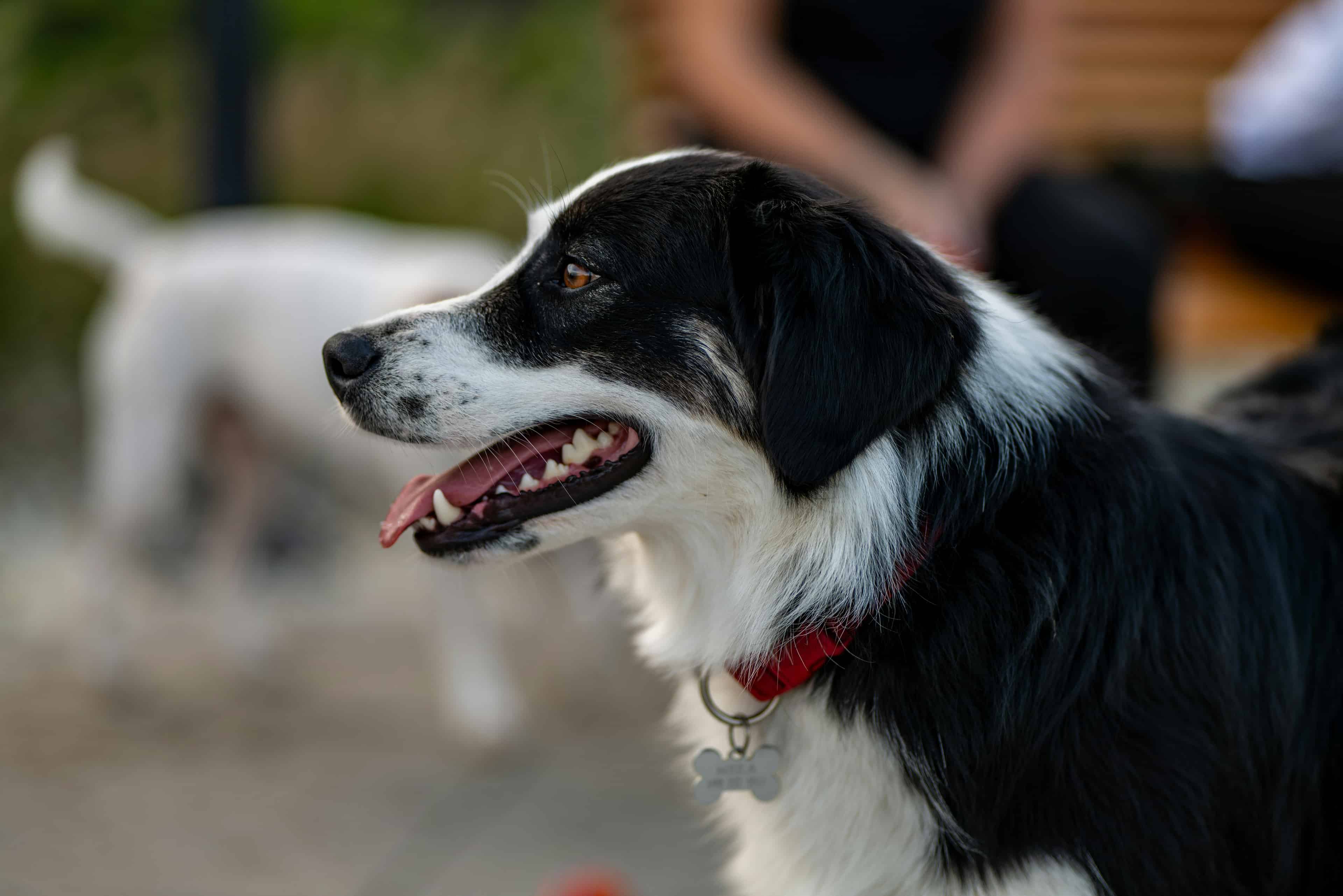 chien avec un collier
