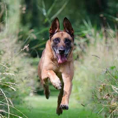 Virbac pour chien