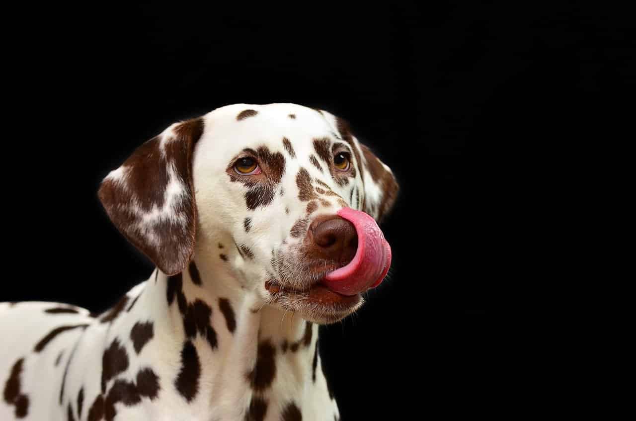 Ladybel pour chien