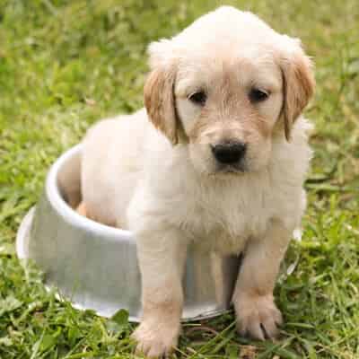 Nourrir un chiot