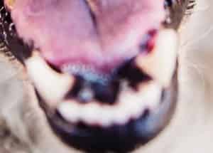 Dents
