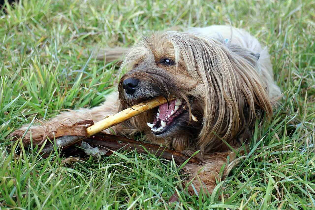 Compléments alimentaires pour chien