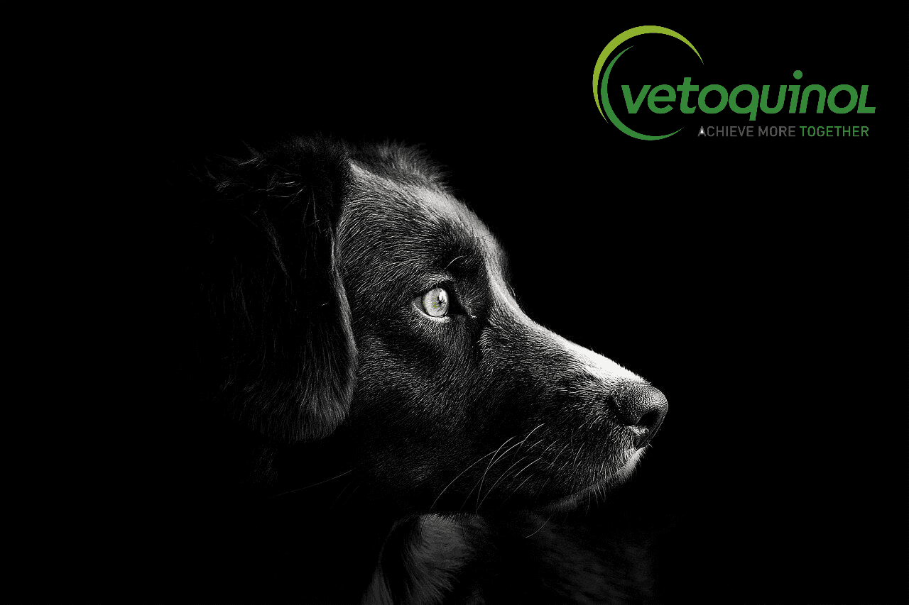 Produits vetoquinol chien