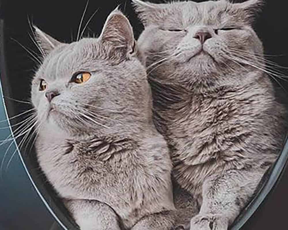 Pourquoi un chat se roule dans sa litière ?