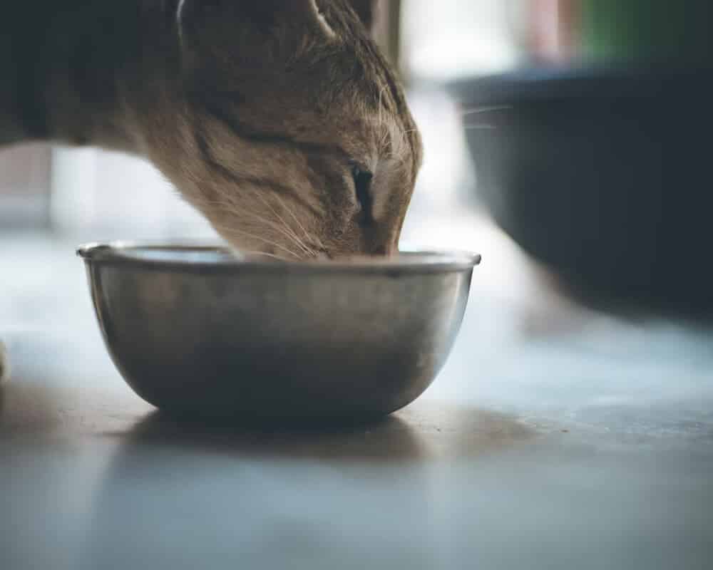 Distance entre la gamelle du chat et la litière