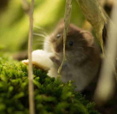 Comment bien nourrir mon hamster ?