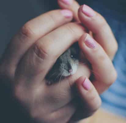 Comment choisir mon hamster ?