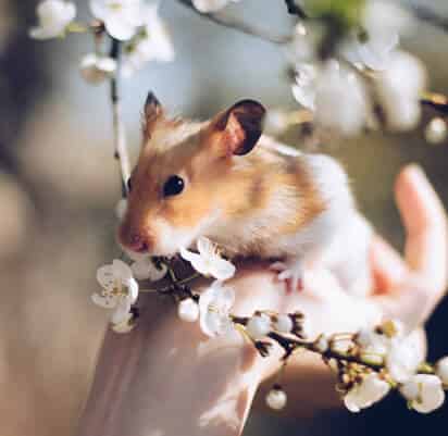 Quel est le prix d'un hamster ?
