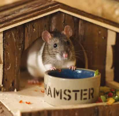 Tout pour votre hamster
