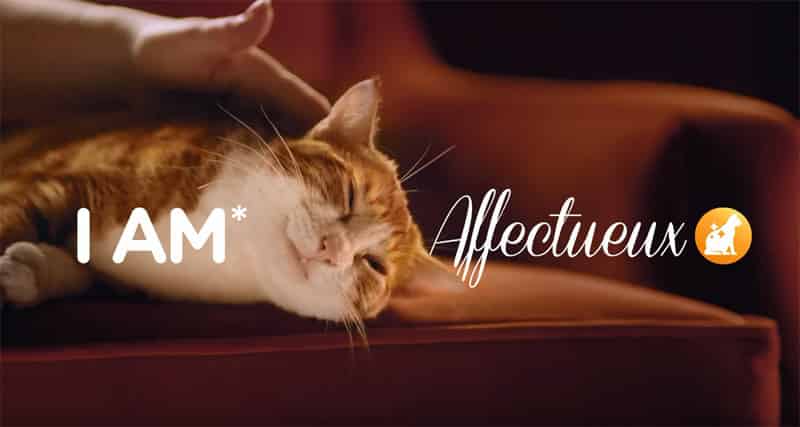 IAMS