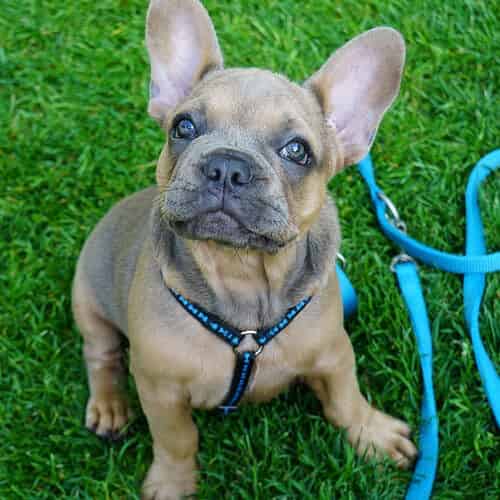 Une laisse pour un chien qui tire