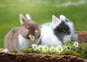 Que mange un lapin ?