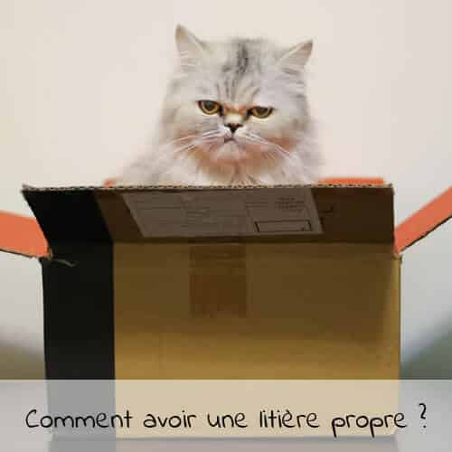 Comment avoir une litière propre ?