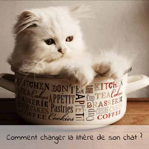 Comment changer la litière de son chat ?